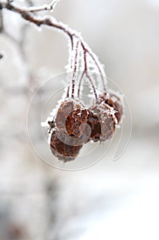 Russian hawthorn berries