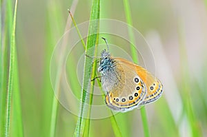 Russian heath butterfly , Coenonympha leander photo