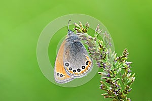 Russian heath butterfly , Coenonympha leander photo
