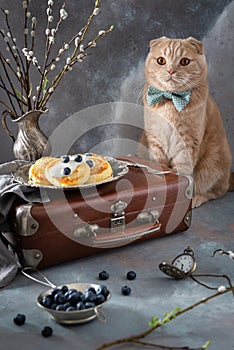 Russian hospitality concept. Funny cat in bow tie sitting near vintage suitcase with Cottage cheese pancakes with sour cream and