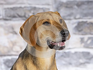 Russian hound dog portrait in a studio.