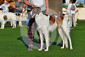 Russian Hunting Sighthound on a dog show