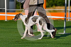 Russian Hunting Sighthound Puppy