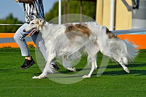 Russian Hunting Sighthound running around the ring