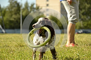 Russian hunting spaniel. Young energetic dog on a walk. Puppies education, cynology, intensive training of young dogs. Walking dog