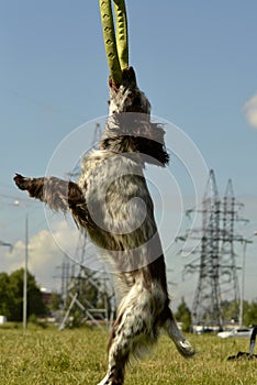 Russian hunting spaniel. Young energetic dog on a walk. Puppies education, cynology, intensive training of young dogs. Walking dog