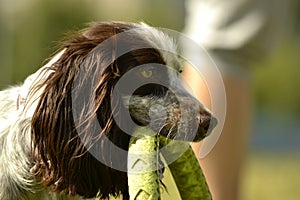 Russian hunting spaniel. Young energetic dog on a walk. Puppies education, cynology, intensive training of young dogs. Walking dog