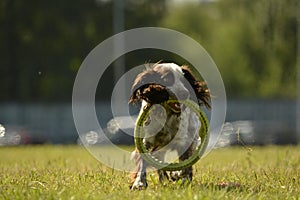 Russian hunting spaniel. Young energetic dog on a walk. Puppies education, cynology, intensive training of young dogs. Walking dog