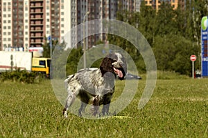 Russian hunting spaniel. Young energetic dog on a walk. Puppies education, cynology, intensive training of young dogs. Walking dog