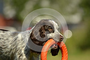 Russian hunting spaniel. Young energetic dog on a walk. Puppies education, cynology, intensive training of young dogs. Walking dog