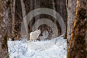 A white hunting dog stands in the snow in a remote beautiful winter taiga