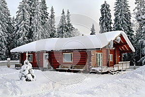 Russian hut stained logs, on the background of snow-covered fore