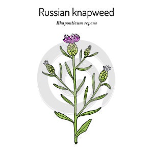 Russian knapweed Rhaponticum repens , medicinal plant