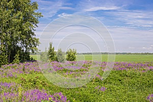 Russian landscape field and forest