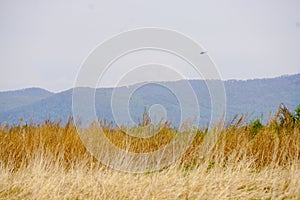 Russian landscape, helicopter in the background