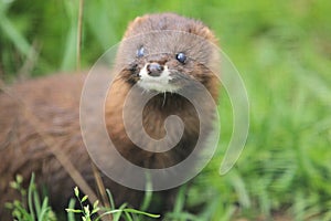 Russian mink