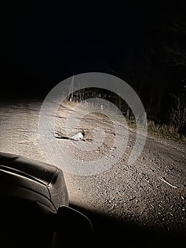 Russian MLRS Grad projectile on the road in the light of car headlights on territory of Ukraine photo