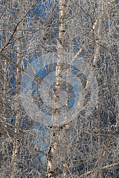 Russian Nature - Winter birch, Russia