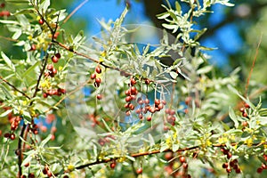 Russian Olive Berries