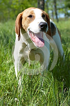 Russian piebald hound (Gontchaja russkaja pegaja)