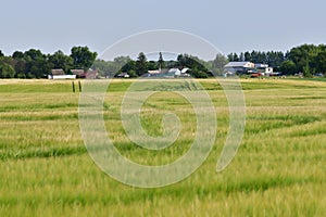 Russian province in summer - rye field in front of rural houses