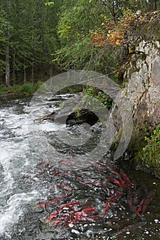 Russian River, Kenia Peninsula, Alaska with salmon