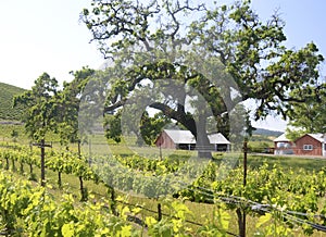 Russian River Vineyards photo