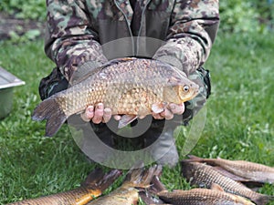 Russian rivers.Just caught river large fish carp in the hands of a fisherman