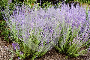 Russian Sage  803383 photo