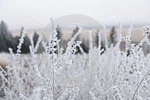 Russian Sage frozen blossoms