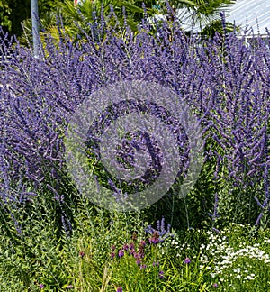 Russian Sage Perovskia atriplicifolia, Lamiaceae