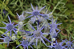 Russian sea holly is a beautiful blue purple thistle