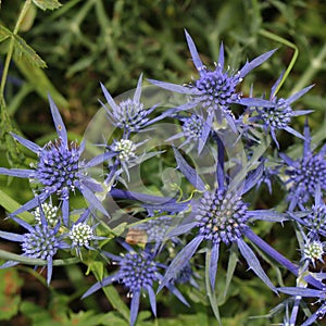 Russian sea holly is a beautiful blue purple thistle