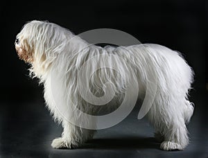 Russian sheepdog portrait photo