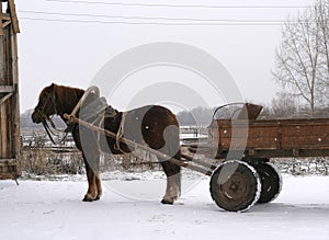 A Russian shire horse