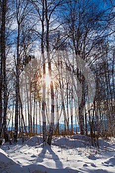 Russian Siberian winter birch forest in January