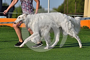 Russian Sighthound at a dog show