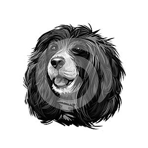 Russian Spaniel dog portrait isolated on white. Digital art illustration for web, t-shirt print and puppy food cover design.