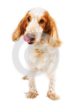 Russian Spaniel licking nose