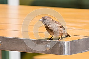 Russian Sparrow on the McDonald`s street table