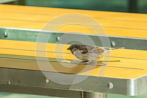 Russian Sparrow on the McDonald`s street table