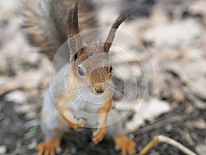 Russian Squirrel