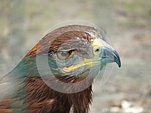 Russian Steppe Eagle. Close up portrait nice