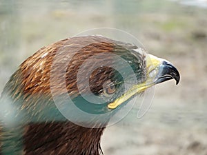 Russian Steppe Eagle. Close up portrait nice