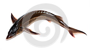 Russian sturgeon
