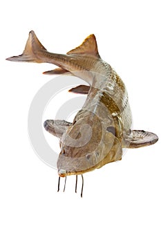 Russian sturgeon