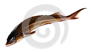 Russian sturgeon