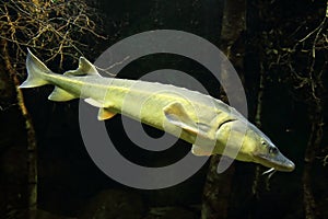 Russian sturgeon