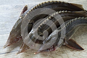 Russian sturgeon