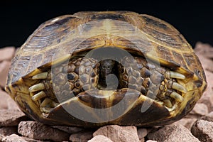 Russian tortoise